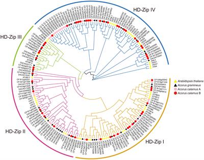 Genome-wide characterization and expression profiling of the HD-ZIP gene family in Acoraceae under salinity and cold stress